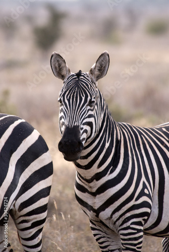 Zebra  Tsavo East National Park