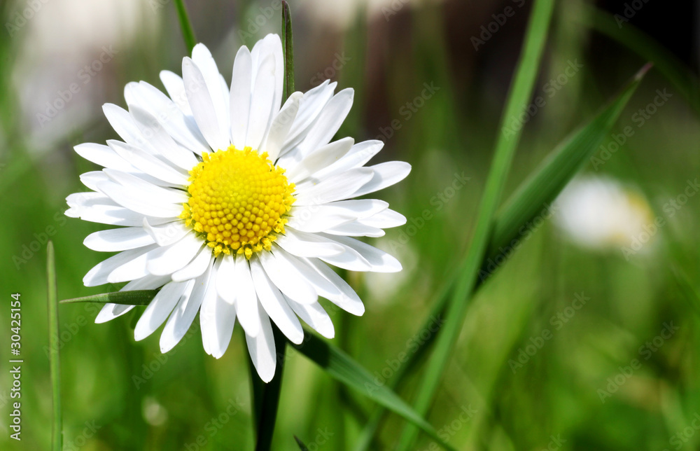 Fototapeta premium Wiesenblume