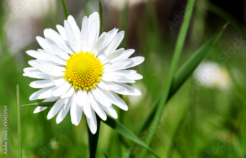 Wiesenblume