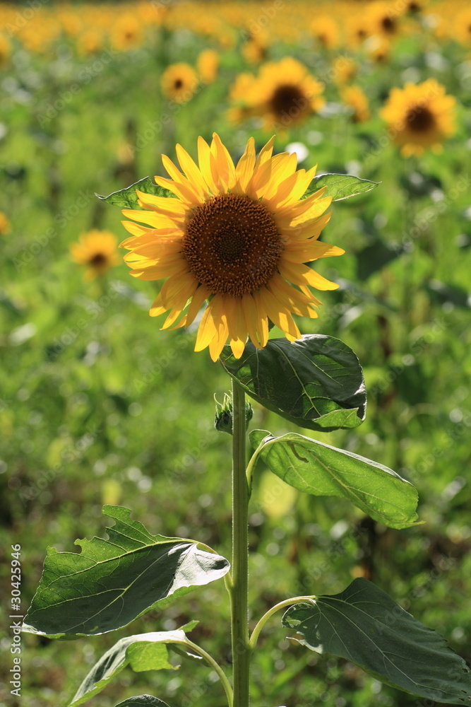 Obraz premium ひまわり