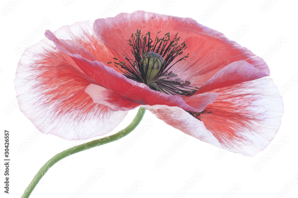 Naklejka premium poppy