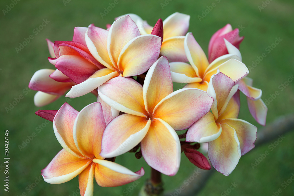 Yellow plumeria flowers Yellow plumeria flowers