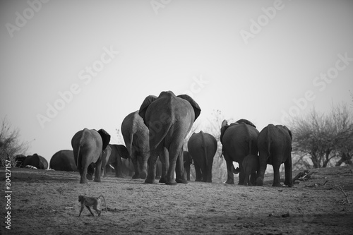 African Elephants © Sean Nel