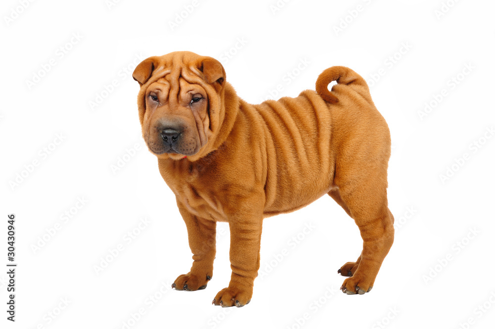 Obraz premium Shar pei puppy in studio on the white background