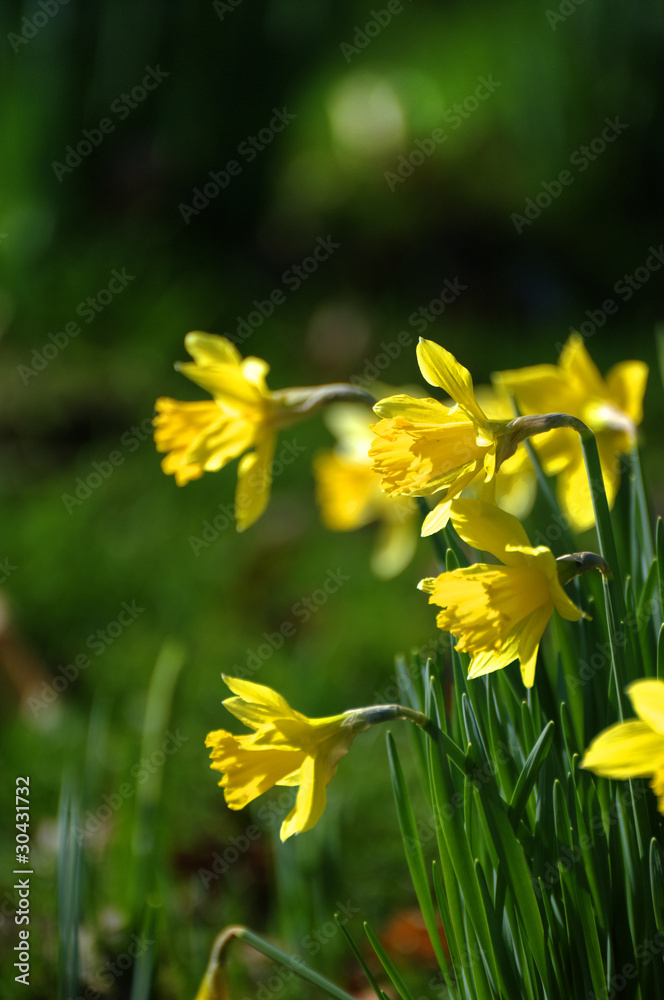 Beautiful daffodil narcissus flowers in fresh spring meadow Beautiful daffodil narcissus flowers in fresh spring meadow