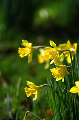 Foto auf Acrylglas Narzisse Beautiful daffodil narcissus flowers in fresh spring meadow  © veneratio