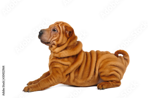 Billede på lærred Shar pei puppy in studio on the white background