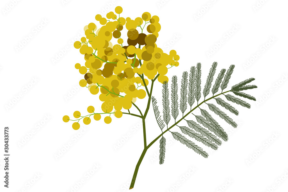 mimosa 01