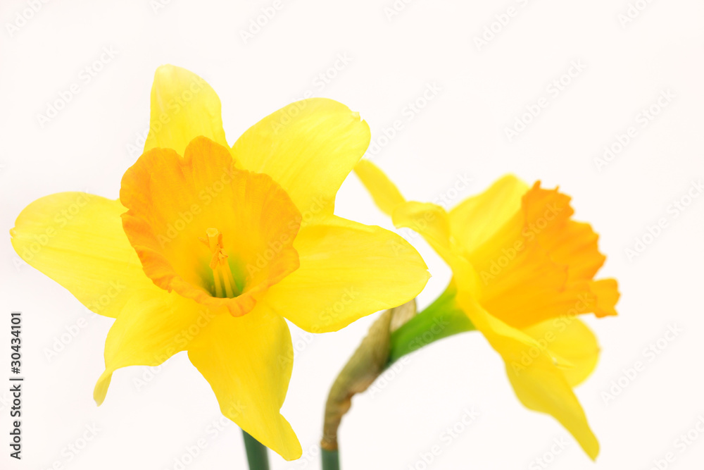 narcissus narcissus