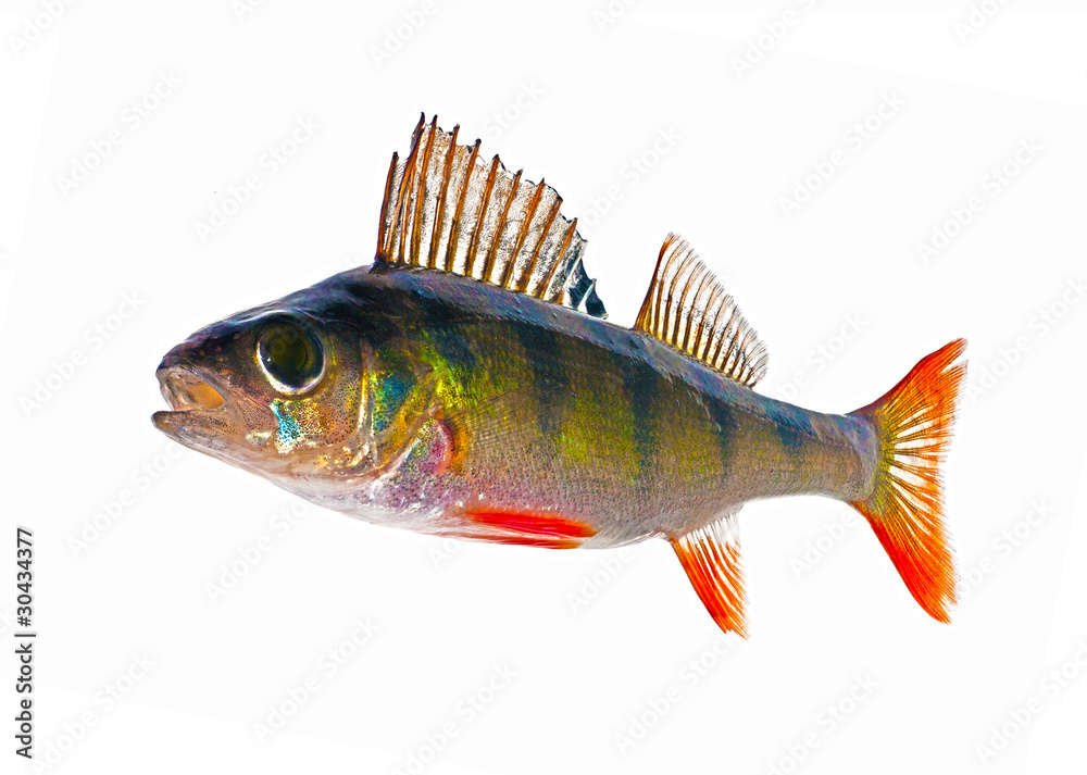 Fototapeta premium single bright isolated perch