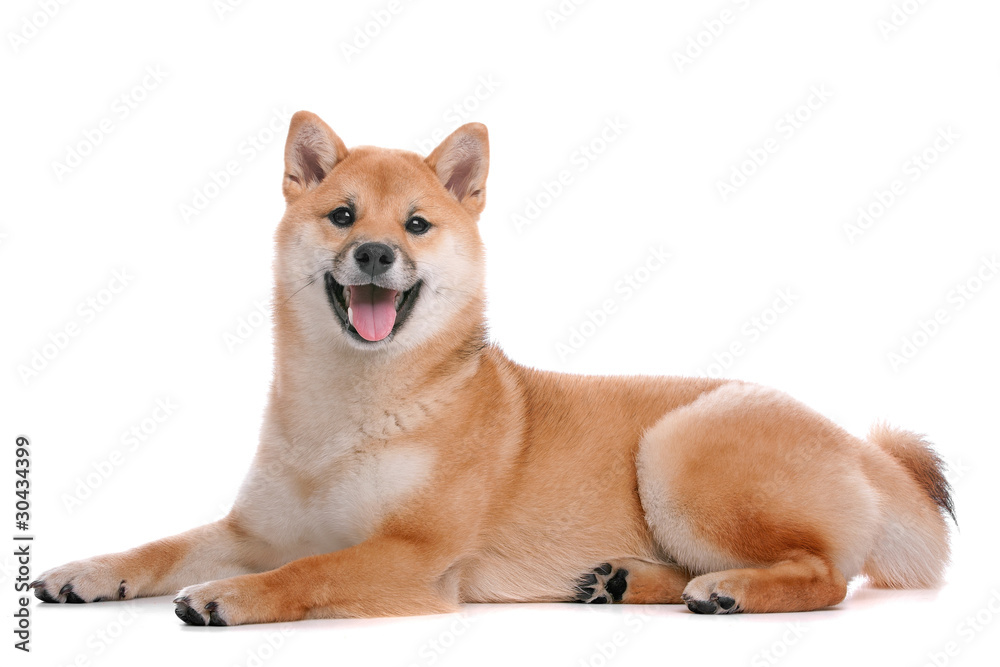 Shiba Inu dog in front of a white background