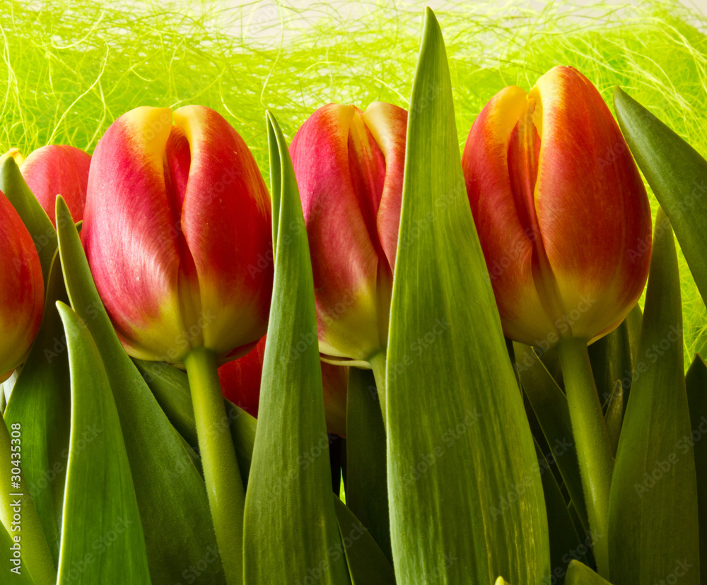 Fototapeta premium Tulip