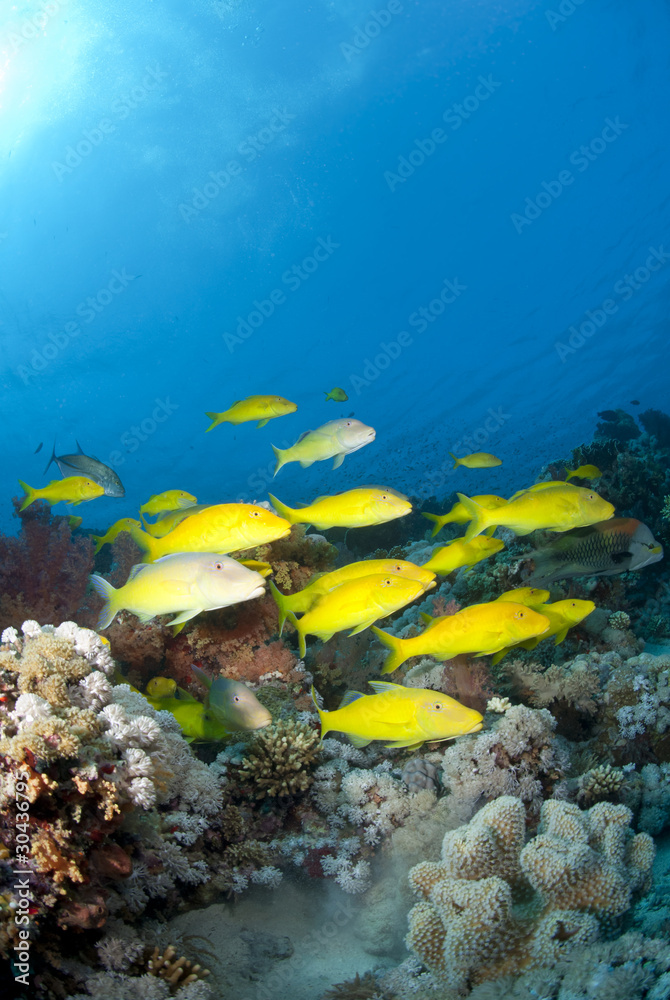 Obraz premium School of Yellowsaddle goatfish, foraging on coral reef.