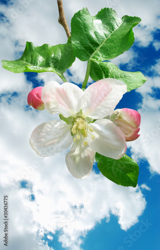 Apple flower on blue cloudy sky