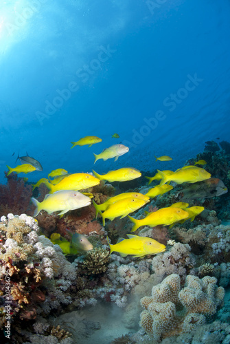 School of Yellowsaddle goatfish, foraging on coral reef.