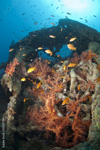 Colourful soft coral growth on a shipwreck underwater.