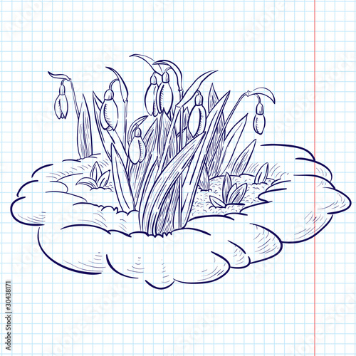 snowdrops