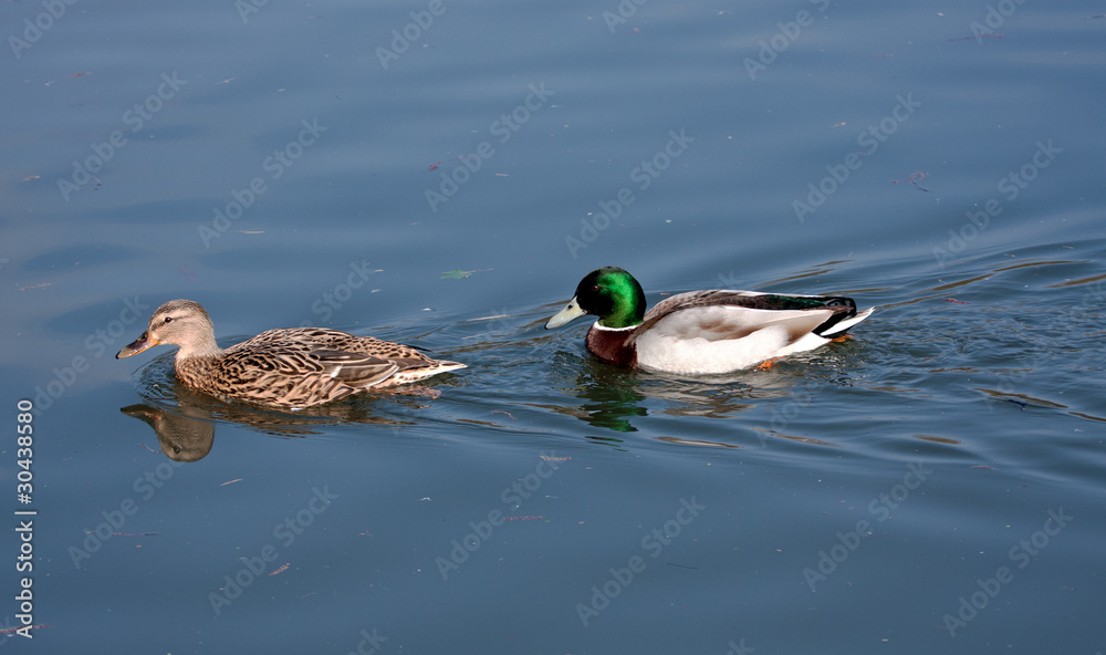Obraz premium Mallards in the mating season