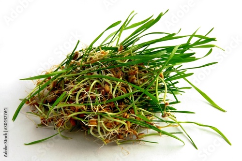 green sprouts of wheat seeds