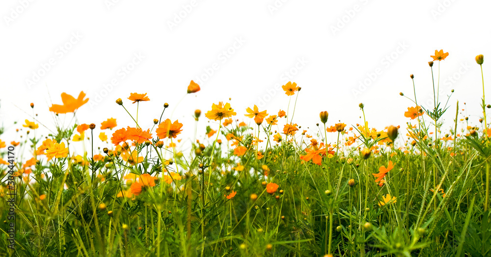 Fototapeta premium Forest of orange flowers