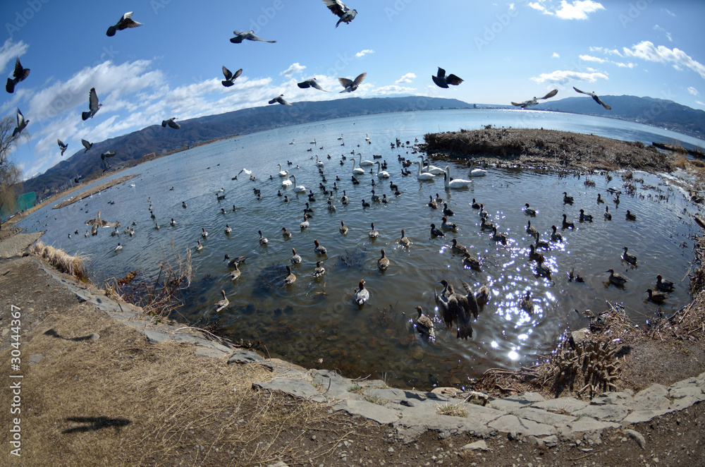 Fototapeta premium ハトとカモ