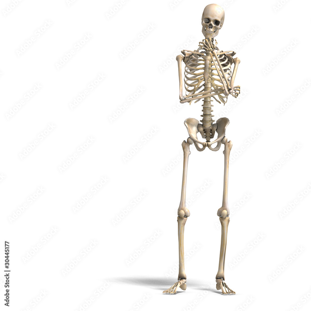 anatomical correct male skeleton. 3D rendering with clipping anatomical correct male skeleton. 3D rendering with clipping