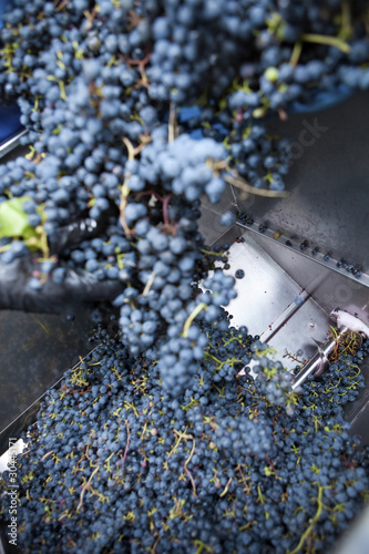 Stemmer crusher crushing grapes at a winery photo