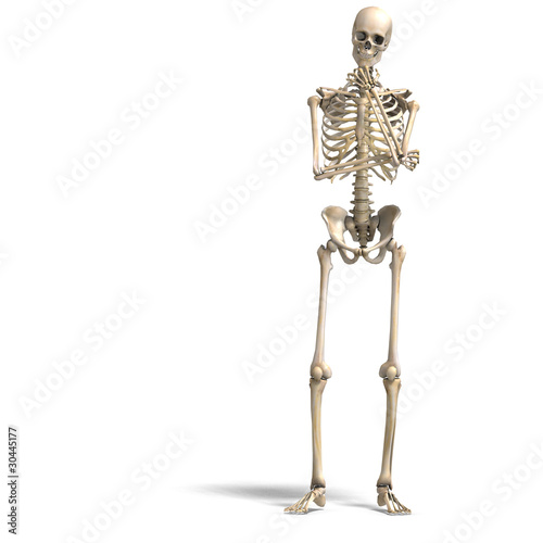 anatomical correct male skeleton. 3D rendering with clipping