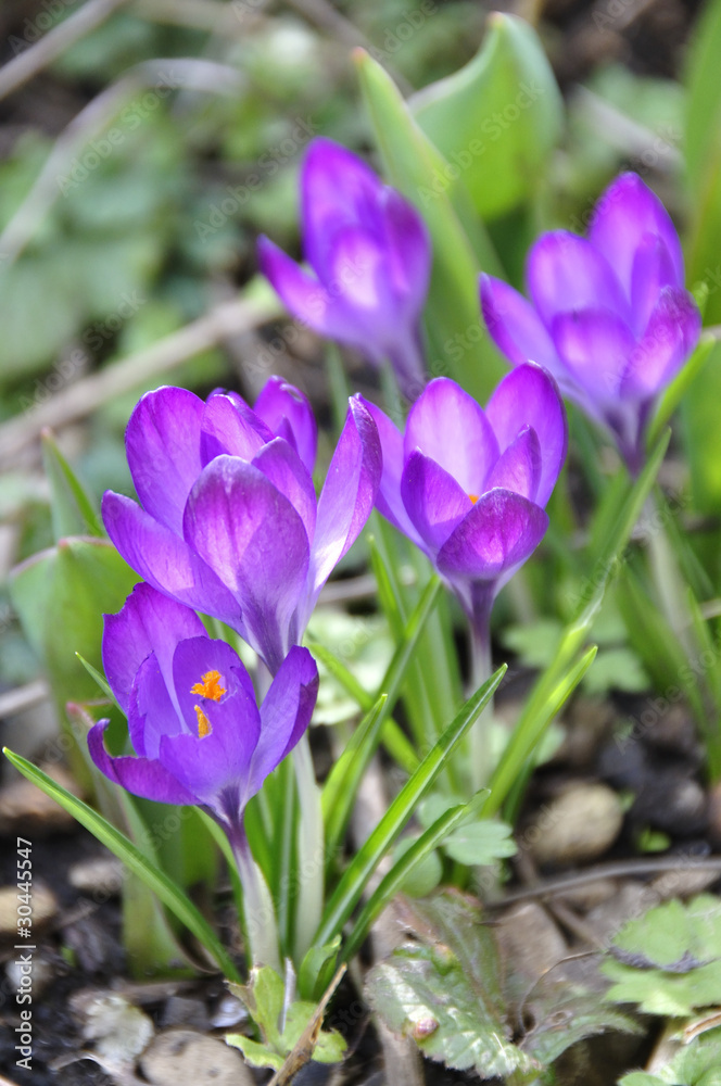 Crocus Crocus