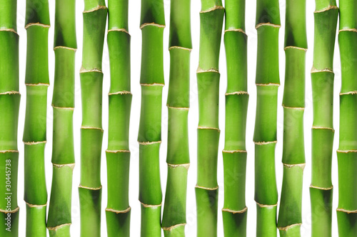 Green bamboo background