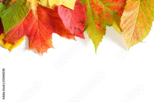 Herbstblätter | Rand