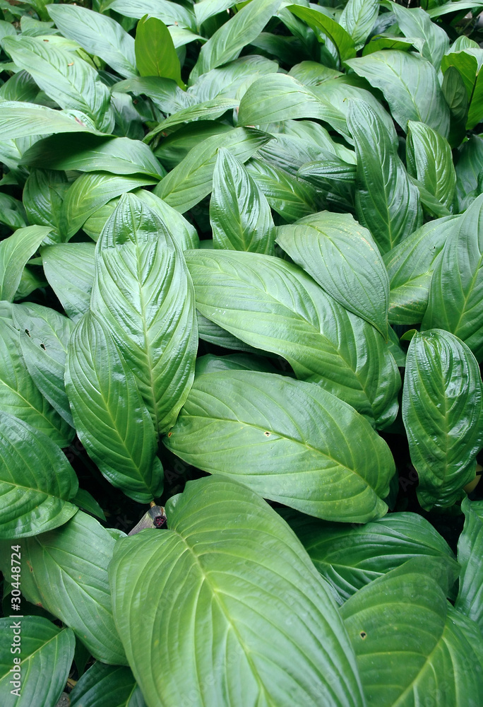 Green leaf background Green leaf background
