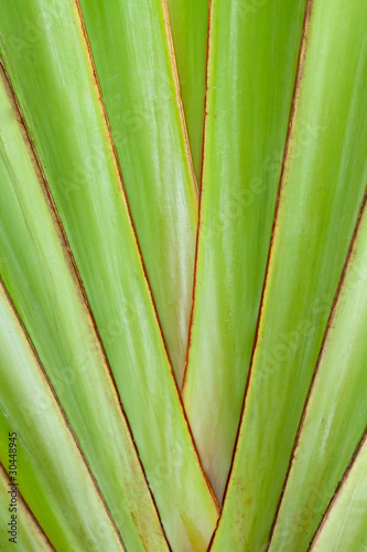 banana branch leaves