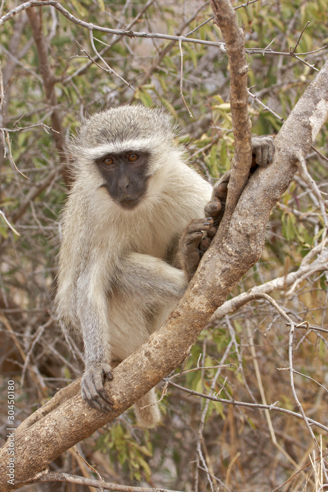 Vervet monkey on tree branch Vervet monkey on tree branch