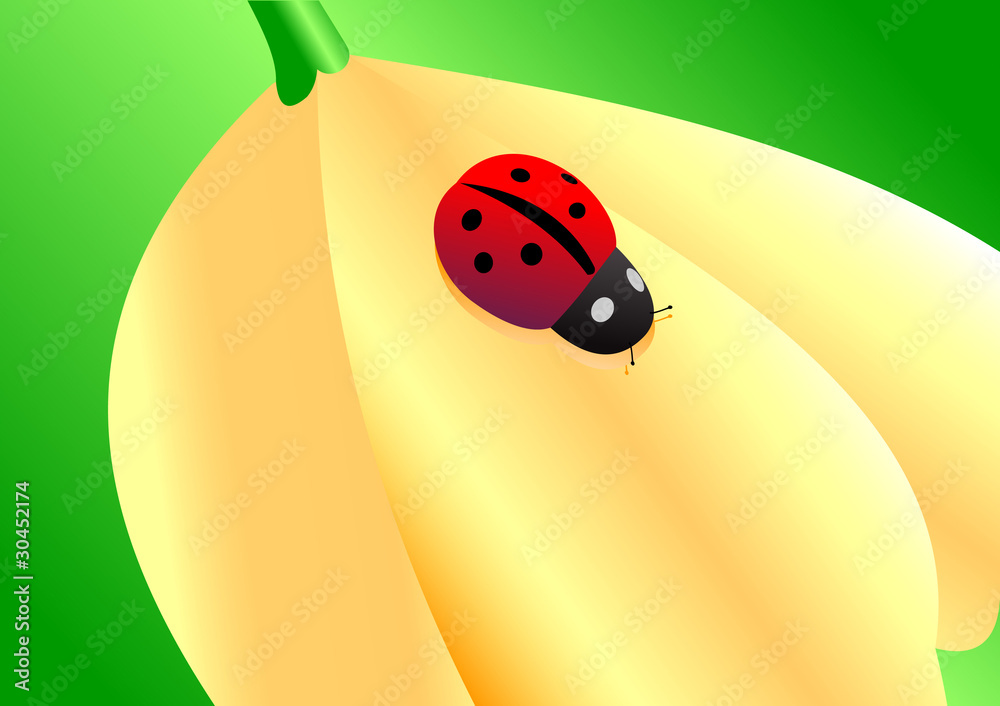 Fototapeta premium Ladybird
