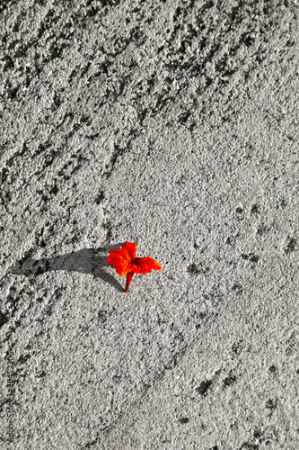 red blossom at the street