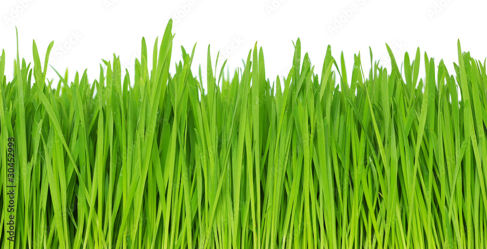 green grass green grass