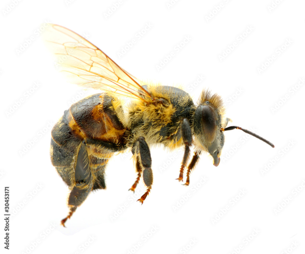 bee bee