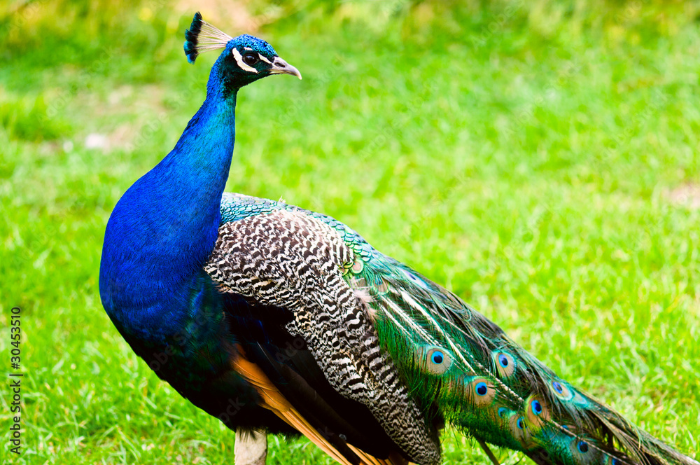 Beautiful and pride peacock on a lawn Beautiful and pride peacock on a lawn
