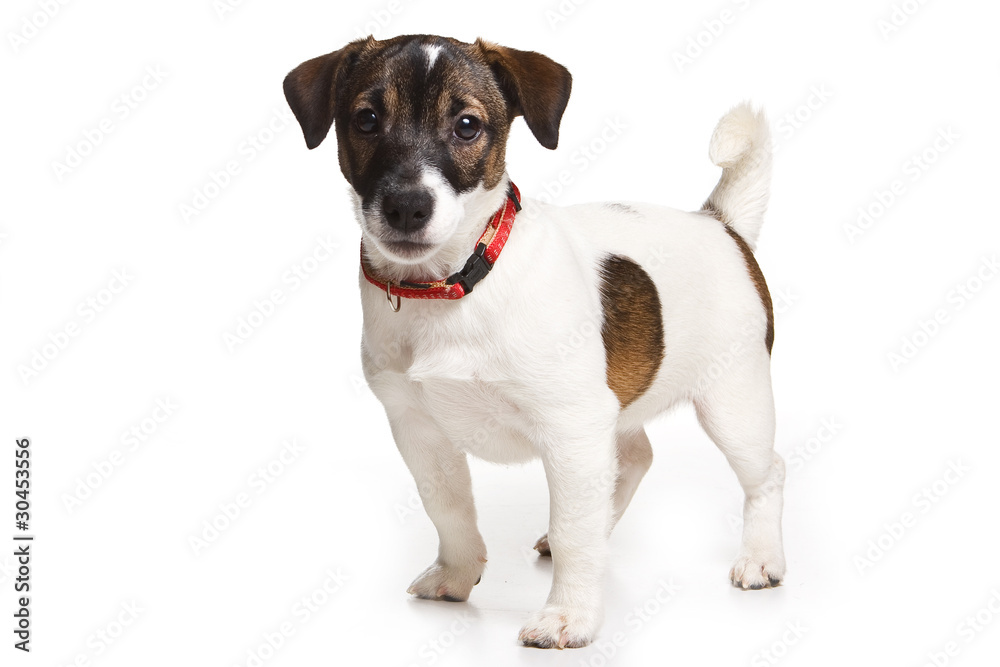 Jack Russell Terrier on white