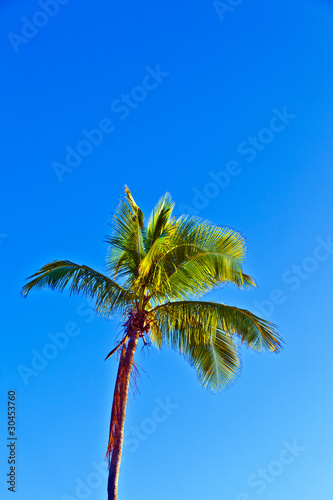 crown of palm tree
