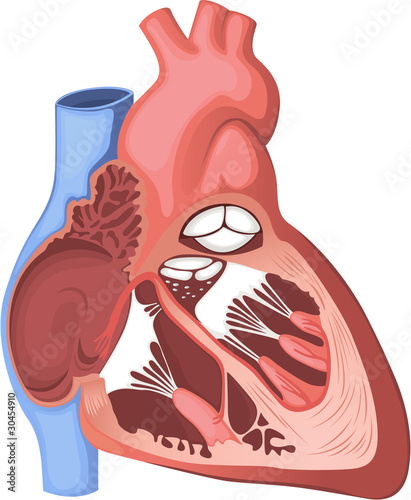 Human heart