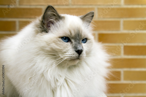 Birman cat