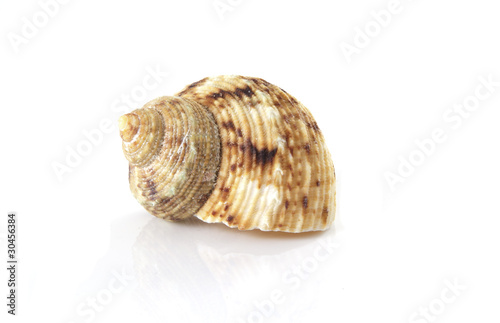 Single shell