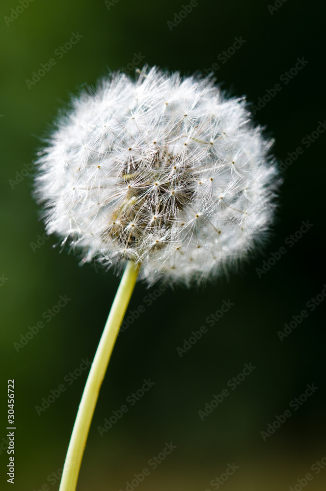 One dandelion flower isolated