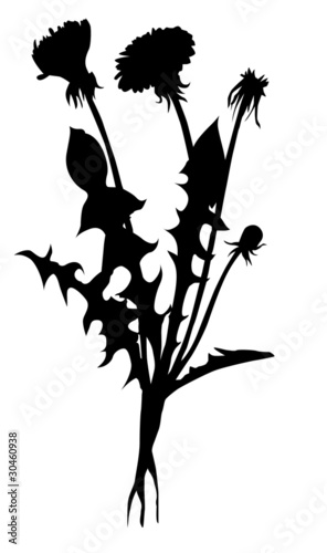 silhouette dandelion on white background