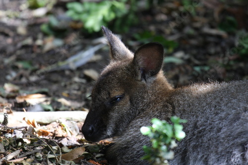 Walibi, kangaroo
