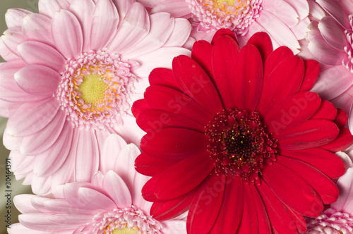 Pink and red Gerber flowers in full bloom