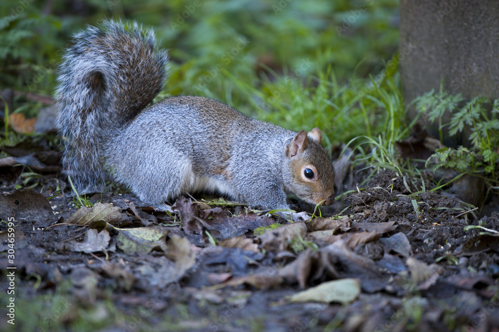 Grey Squirrel (Sciurus carolinensis) Grey Squirrel (Sciurus carolinensis)