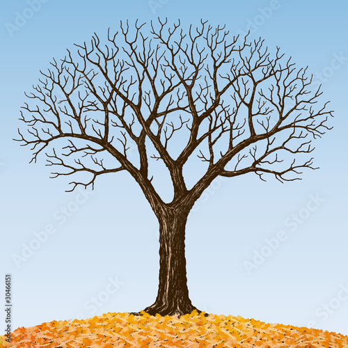 albero spoglio